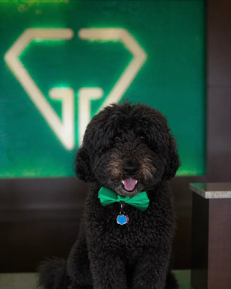 Cooper Giganti, Shop Dog